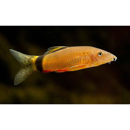 Bocja mysia – Bocja syjamska - Yasuhikotakia morleti